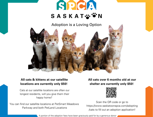 Cats Saskatoon Spca Saskatoon Society For The Prevention Of Cruelty To Animals Dog And Cat Adoption And Rescue